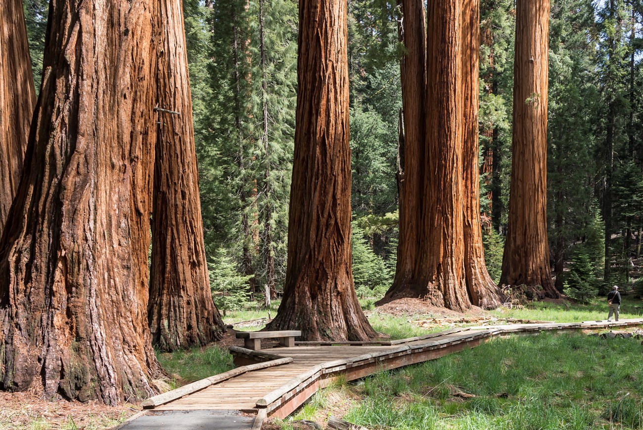 Picture of Giant Sequoias